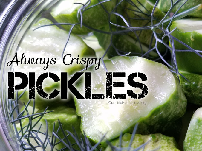Fermented Pickles Recipe: How to Make Crunchy Brined Cucumber Pickles ~  Homestead and Chill