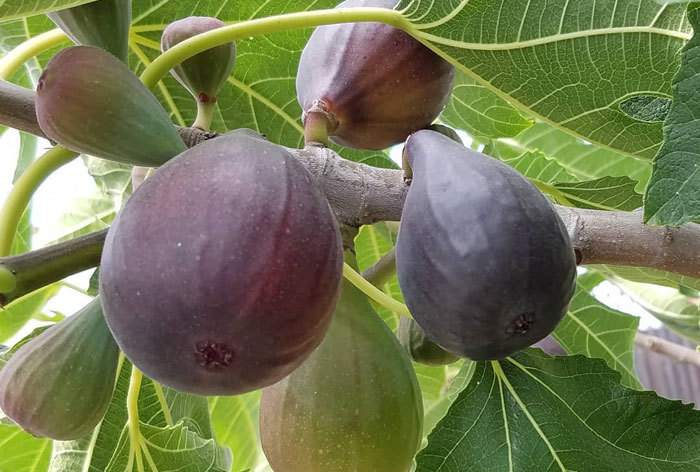 How Figs - Our Little Homestead